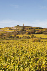 Germany,Rhineland-Palatinate, Pfalz, German Wine Route, Flaggenturm on Fuchsmantel hill and vineyards in autumn colours - GWF05677