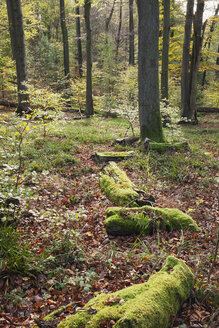 Deutschland,Rheinland-Pfalz, Pfalz, Naturpark Pfälzerwald im Herbst - GWF05679