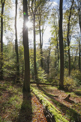 Germany,Rhineland-Palatinate, Pfalz, Palatinate Forest Nature Park in autumn - GWF05680