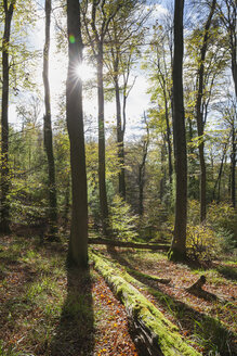 Deutschland,Rheinland-Pfalz, Pfalz, Naturpark Pfälzerwald im Herbst - GWF05680