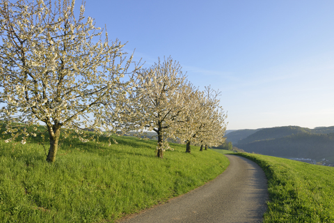 Schweiz, blühende Kirschbäume auf einer Wiese neben der Landstraße, lizenzfreies Stockfoto