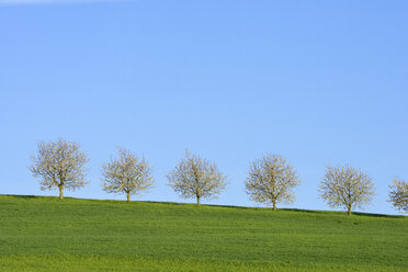 Schweiz, Reihe von blühenden Kirschbäumen auf einer Wiese gegen blauen Himmel - RUEF01941