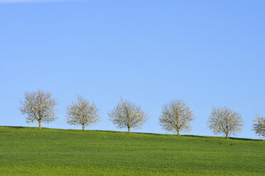 Switzerland, row of blossoming cherry trees on a meadow against blue sky - RUEF01941