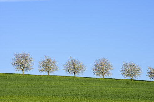 Schweiz, Reihe von blühenden Kirschbäumen auf einer Wiese gegen blauen Himmel - RUEF01941