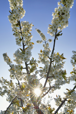 Weiße Kirschblüten im Gegenlicht, lizenzfreies Stockfoto