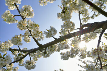 Weiße Kirschblüten im Gegenlicht - RUEF01945