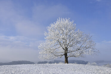 Deutschland, frostbedeckter Baum im Winter - RUEF01946