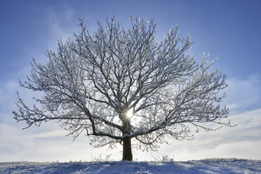 Deutschland, frostbedeckter Baum im Winter - RUEF01947