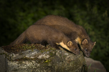 Two pine marten at night - MJOF01552