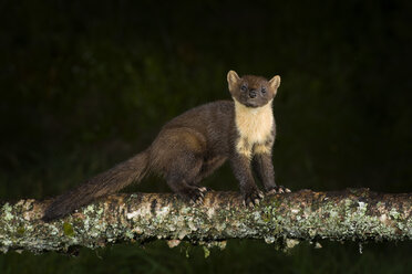 Portrait of pine marten standing on tree trunk by night - MJOF01553