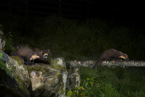 Drei Baummarder bei Nacht, lizenzfreies Stockfoto