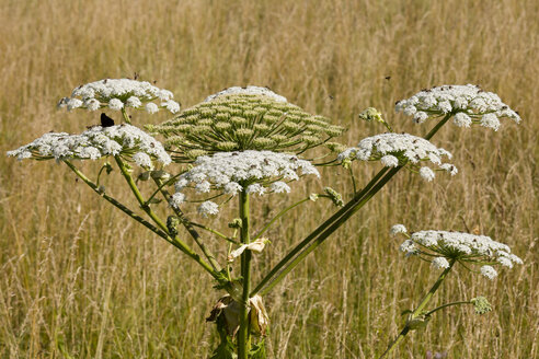 Riesenbärenklau - WIF03604