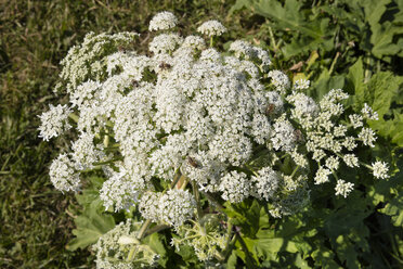 Riesenbärenklau mit Bienen - WIF03605