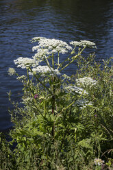 Giant Hogweed - WIF03606