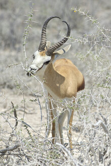 Ein Springbock im Etosha-Nationalpark in Namibia - AURF04076