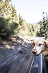 A yellow lab enjoys sticking its head out the window on a backroad near Mount Hood in Oregon - AURF04101