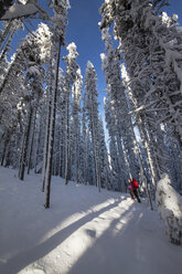 A Woman Backcountry Skier Skis In A Forest At Lolo Pass, Montana - AURF04102