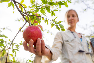 A woman picking a fresh pomegranate off the tree. - AURF04140