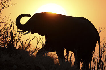 Afrikanischer Elefant Loxodonta africana Staubbad in Silhouette gegen Sonnenuntergang Chobe N P Botswana Afrika südlich der Sahara - AURF04182