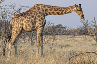 Afrika, Namibia, Kaokoland, Namib-Wüste, drei wüstengerechte Giraffen - AURF04183