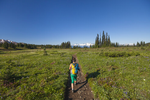 Eine junge Frau wandert mit dem Rucksack durch Taylor Meadows im Garibaldi Provincial Park, British Columbia, Kanada. - AURF04221