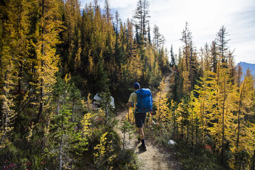 A young man hikes through the colorful larch trees in the Pasayten Wilderness on the Pacific Crest Trail (PCT) in Washington. - AURF04264