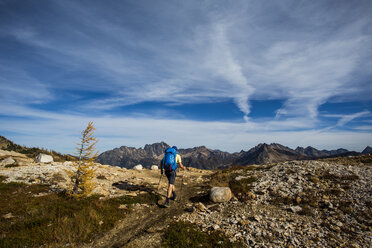 Ein junger Mann wandert durch die bunten Lärchen in der Pasayten Wilderness am Pacific Crest Trail (PCT) in Washington. - AURF04265