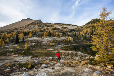 A young man walks in an alpine region alongside the colorful larch trees and steep mountains of the Cascades in the Pasayten Wilderness in Washington. - AURF04266