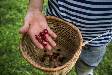 Ein junger Mann hält frisch gepflückte, rote Kaffeebohnen auf einer Farm im ländlichen Kolumbien. - AURF04267