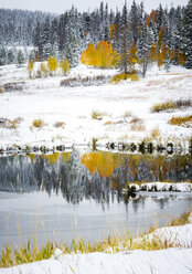 Aspenbäume und Schnee - AURF04286