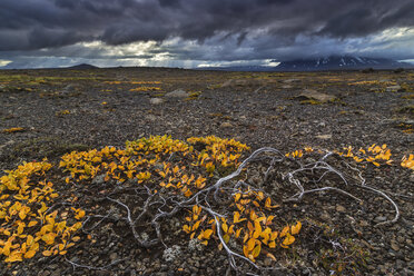 Herbstlaub und ein stürmischer Himmel im isländischen Hochland - AURF04289