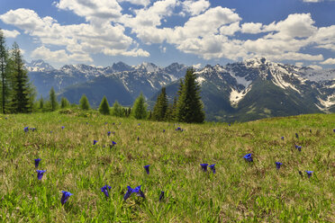 Ein alpines Feld und Wildblumen in den Julischen Alpen, Slowenien - AURF04290