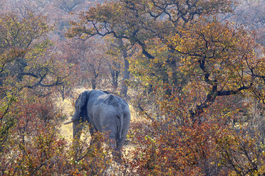 Ein Elefant auf seinem Weg durch das Damarland in Namibia, Afrika - AURF04292