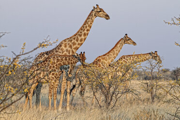 Angolanische Giraffe, Namibische Giraffe (Giraffa camelopardalis angolensis) Weibliches Jungtier in der Wüste Namib-Skelettküste Nati - AURF04293