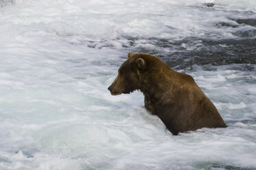 An Alaskan Grizzly Bear looking for spawning salmon in the Brooks River in Katmai National Park. - AURF04326