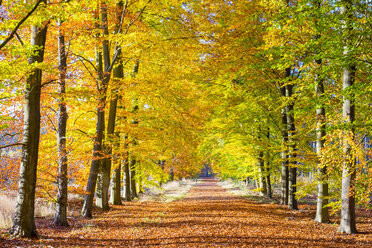 Herbstlaub im Nationalpark Hoge Kempen - AURF04327