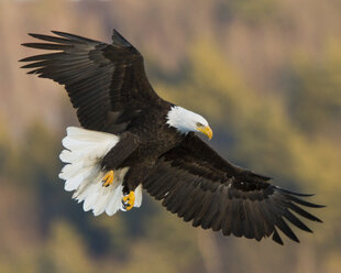 Weißkopfseeadler (Haliaeetus leucocephalus) im Flug vor unscharfem Hintergrund - AURF04340