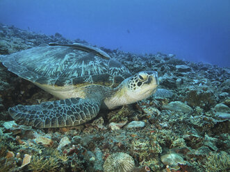 Caretta auf Steinen ruhend - AURF04349