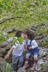 Kind gibt einem Mädchen einen Kuss. Kirschbaumblüte im Jerte-Tal, Caceres, Extremadura, Spanien - AURF04350