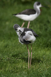 Stelzenläufer ( Himantopus himantopus ) in huelva, spanien - AURF04356