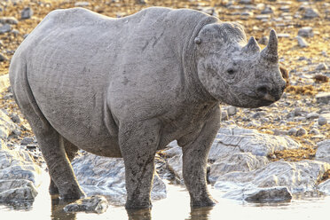 Spitzmaulnashorn Etosha-Pfanne Etosha-Nationalpark Namibia - AURF04358