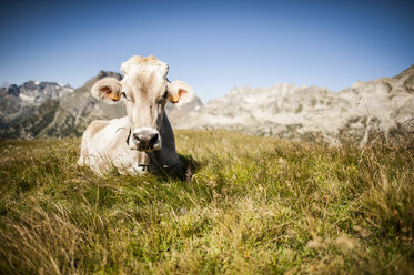 Braunes Alpenrind in den Lepontinen Alpen. - AURF04383