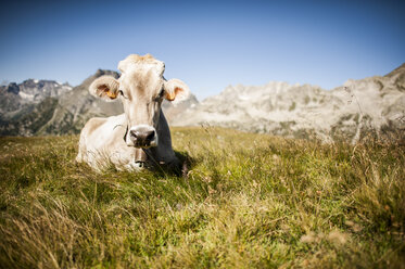 Brown alpine cow in the Lepontine Alps. - AURF04383