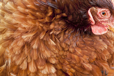 A chicken's eye peers out from a swirl of feathers. - AURF04395