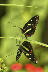 Ein Schmetterling sitzt auf einem Blatt in Ecuador. - AURF04408