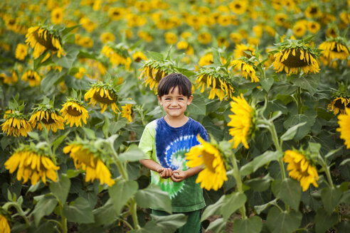 Ein vierjähriger japanisch-amerikanischer Junge steht in einem bunten Hemd inmitten eines Sonnenblumenfeldes. - AURF04414