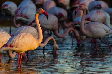 Ein großer Flamingo, der bei Sonnenuntergang im Wasser steht - AURF04452