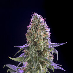 Eine blühende medizinische Marihuanapflanze in der Forschungs- und Dynamikeinrichtung von Rx Green Solutions. - AURF04459