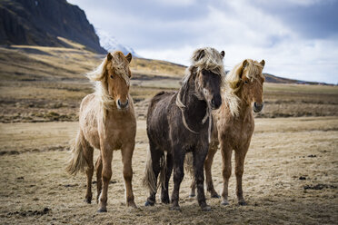 3 Islandpferde posieren im Wind. - AURF04461
