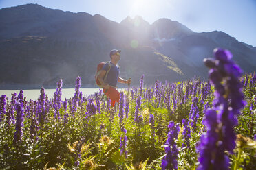 Ein männlicher Wanderer in einem sonnigen Blumenfeld in den Schweizer Alpen. - AURF04478